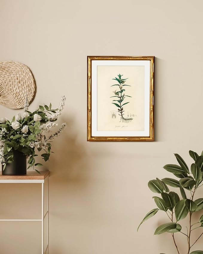 InSimSea Gold Bamboo Framed Canvas Wall Art, Vintage Kitchen Herbs Paintings, Antique Hyssopus Officinalis Botanical Picture Frame with Mat, Wall Decor for Living Room Bedroom Office, 11x14inch