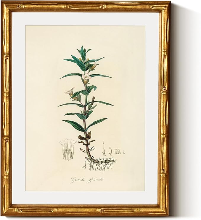 InSimSea Gold Bamboo Framed Canvas Wall Art, Vintage Kitchen Herbs Paintings, Antique Hyssopus Officinalis Botanical Picture Frame with Mat, Wall Decor for Living Room Bedroom Office, 11x14inch