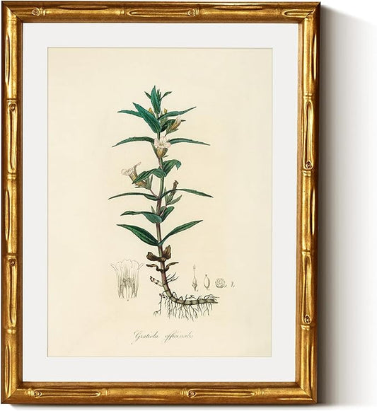 InSimSea Gold Bamboo Framed Canvas Wall Art, Vintage Kitchen Herbs Paintings, Antique Hyssopus Officinalis Botanical Picture Frame with Mat, Wall Decor for Living Room Bedroom Office, 11x14inch