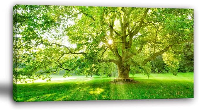 Bamdeya Bedroom Picture Forest Canvas Wall Decor Art Trees Green Pictures Sunrise Scenery Wall Art Nature Landscape Paintings Living Room Decor Office Artwork for Walls Bathroom Decorations