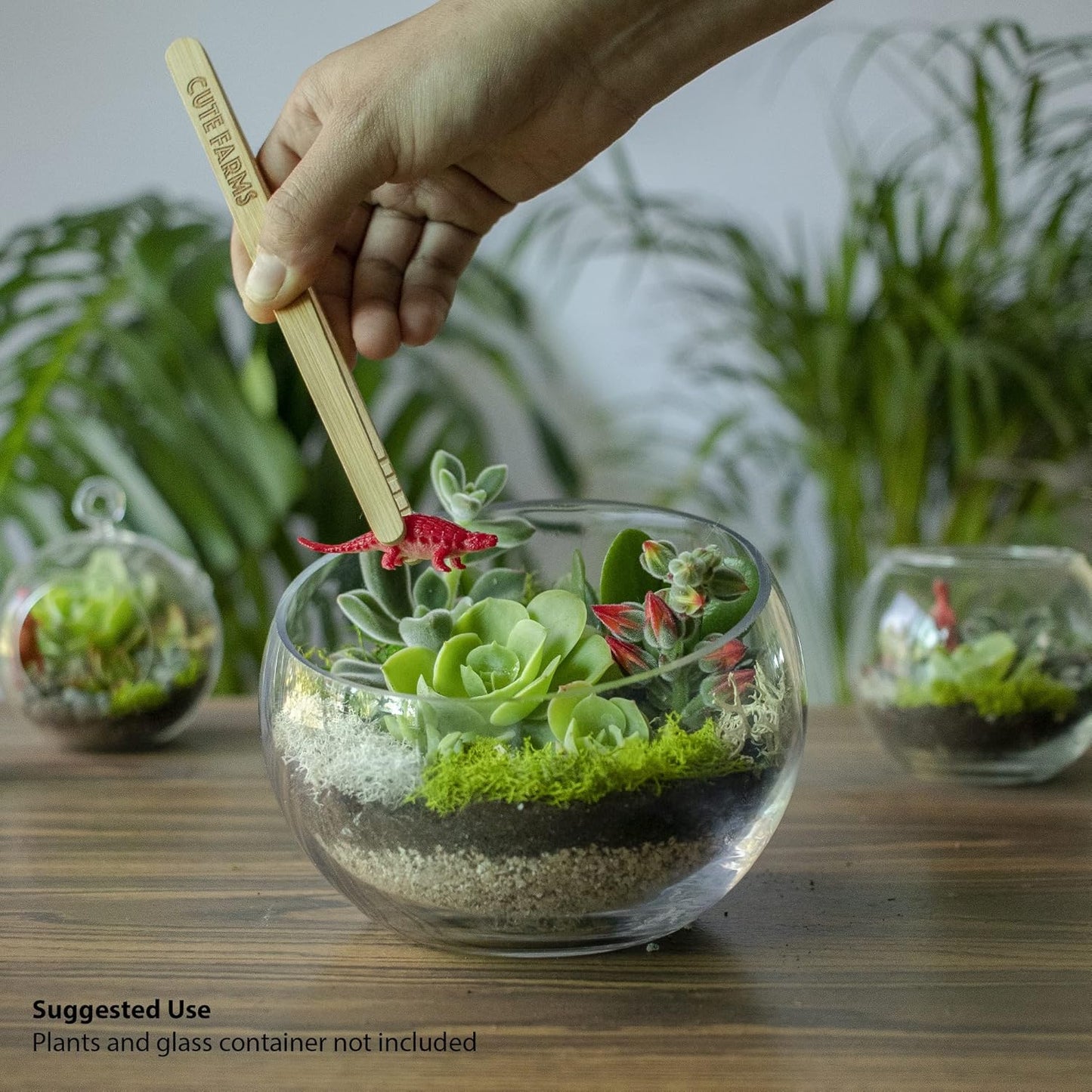 Cute Farms Terrarium Starter Kit | Moss, Vermiculite, Soil, Pebbles, Plant Food, Finishing Tools, Build and Care Guide | DIY Succulent Terrarium for Adults and Kids (Small)